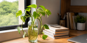 money plant